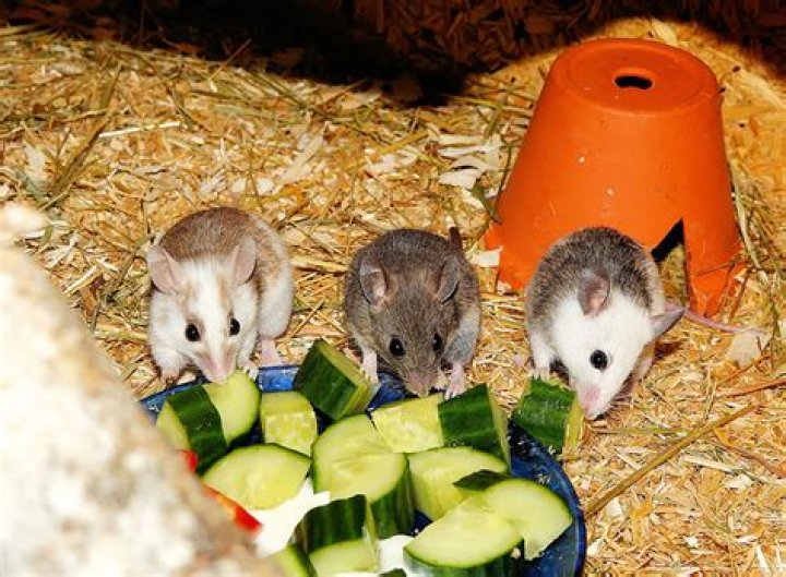 What do mice eat - How To Discuss