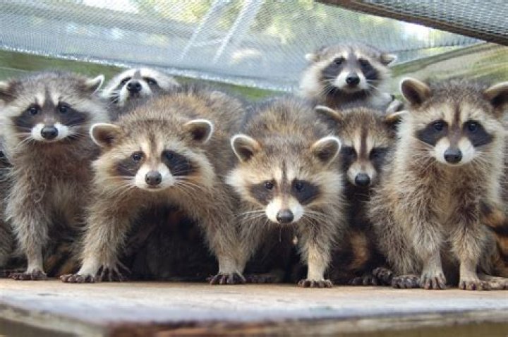 What Is A Group Of Raccoons Called
