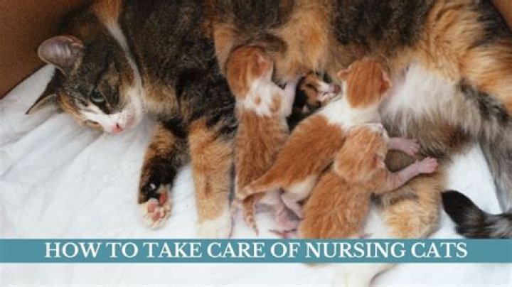 When Do Kittens Stop Nursing