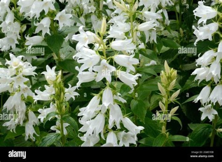 White bell shaped flowers - How To Discuss