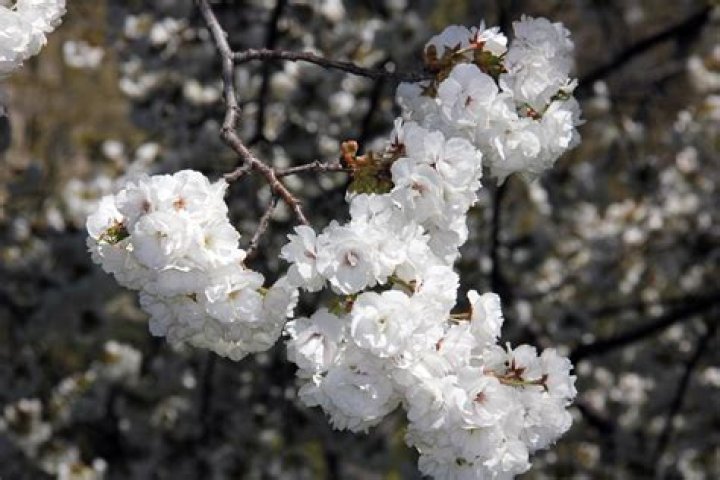White cherry blossom tree - How To Discuss