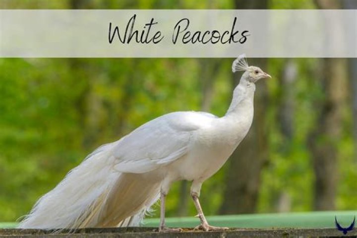 White Peacock Symbolism - How To Discuss