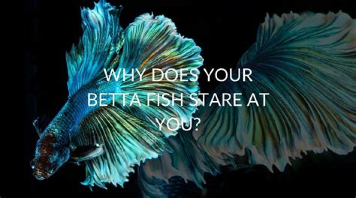 Why Does My Betta Fish Stare At Me