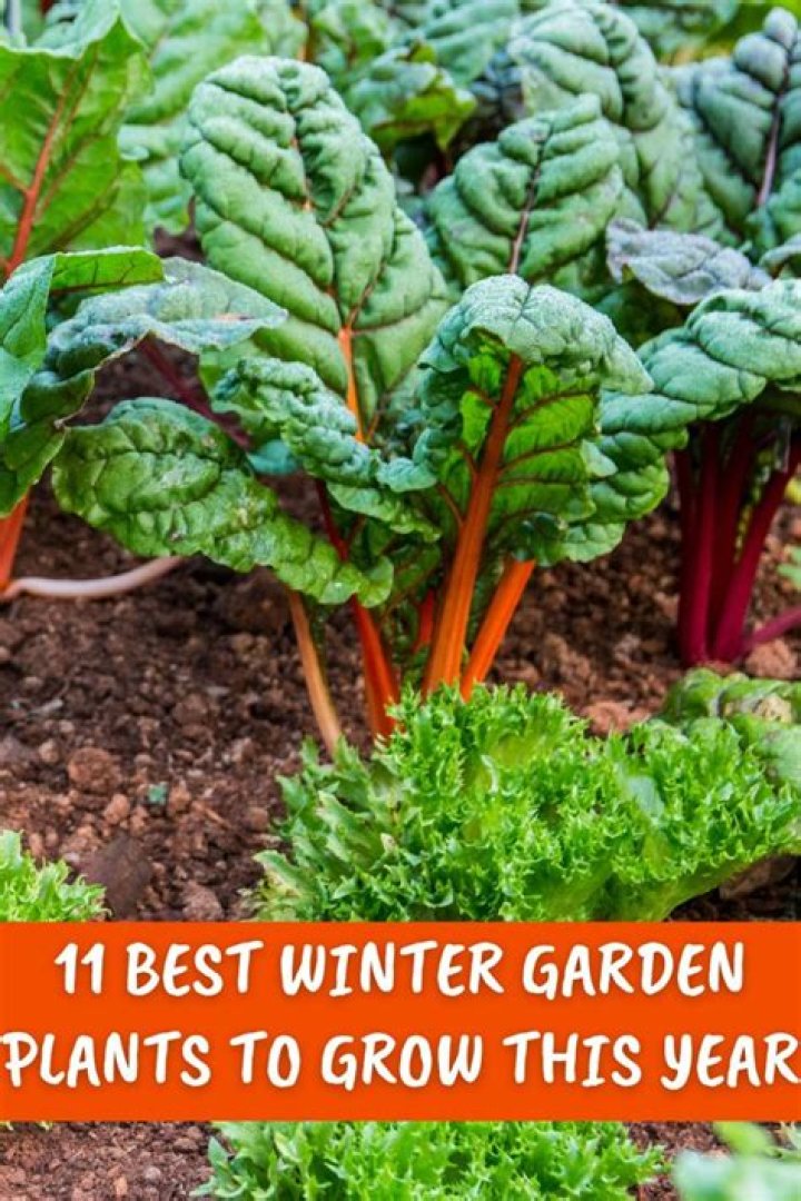 Winter garden plants - How To Discuss