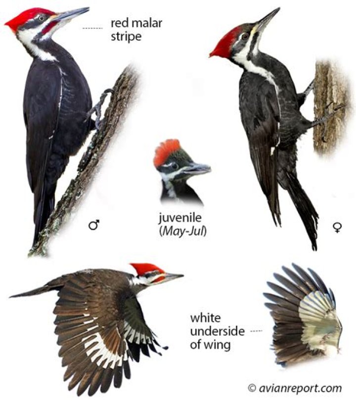 Woodpecker bird - How To Discuss