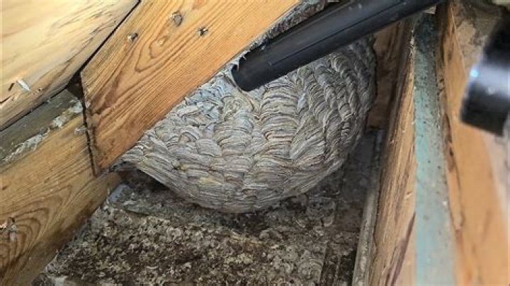Yellow jacket nest in wall